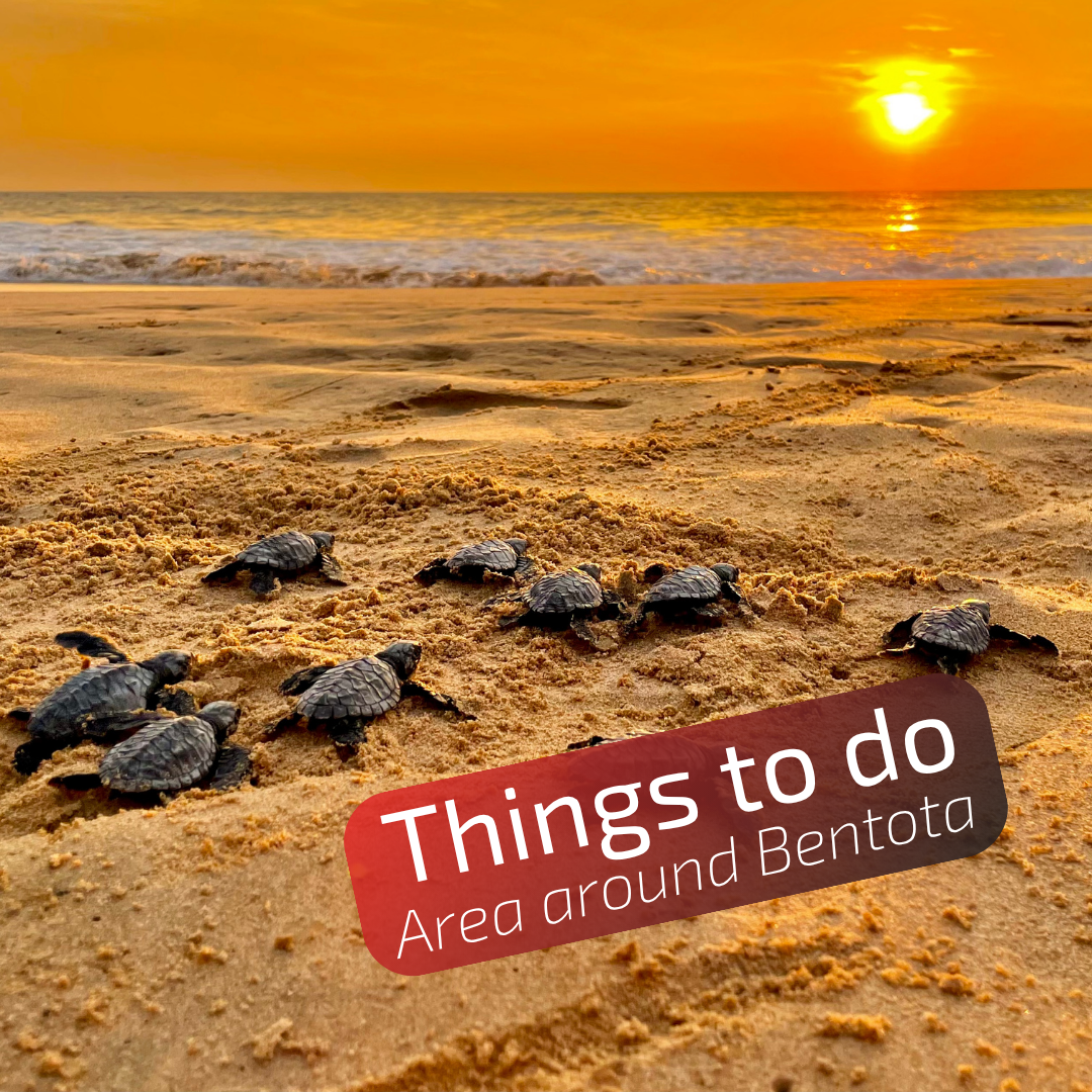 If you have a permanent hotel in Ahungalla or not far away and would like to experience half-day tours, special activities or special moments from there, you have come to the right place.